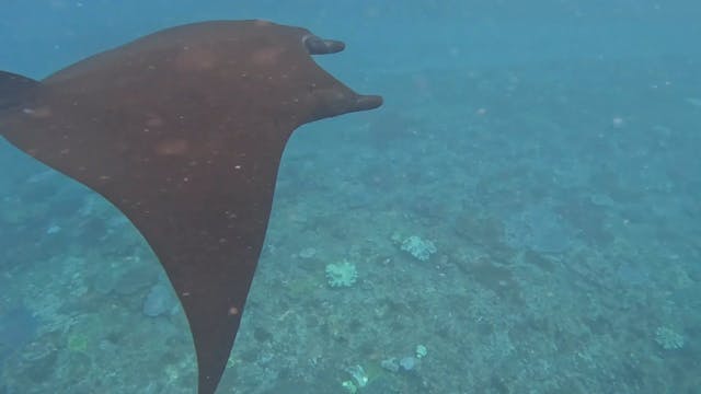 Manta rays! - Lembongan Island